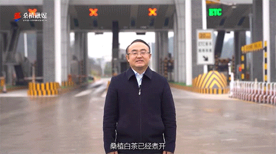 縣長兩次喊話的背后，桑植白茶都是不可忽視的背景元素！